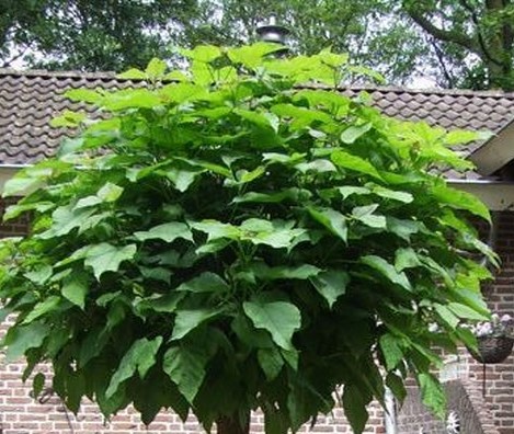 Катальпа бигнониевая Нана штамб 150